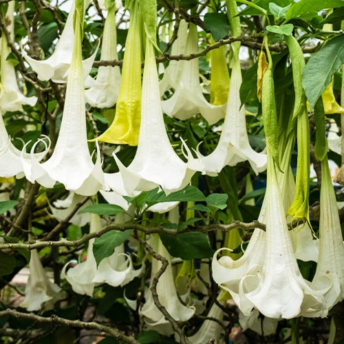 Brugmansia tricolore rose, blanc, jaune - Brugmansia