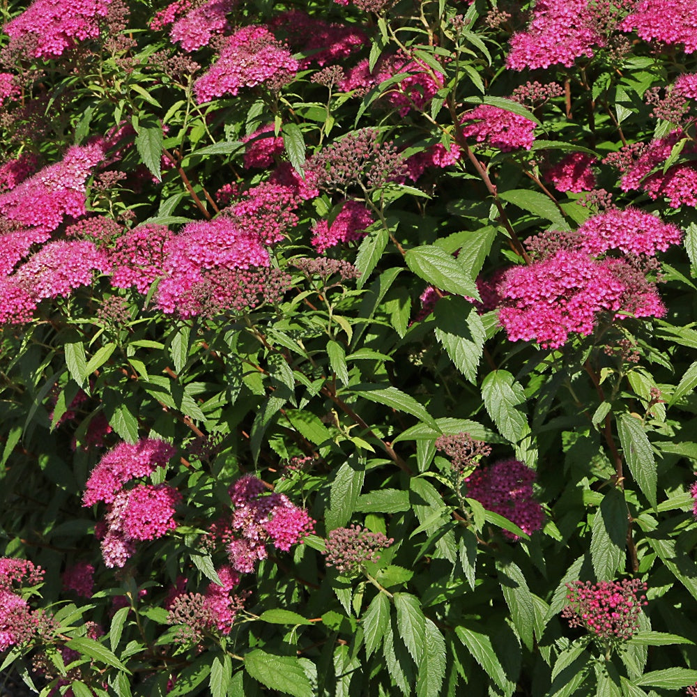 Spirée du Japon Anthony Waterer - Spiraea japonica Anthony Waterer - Willemse