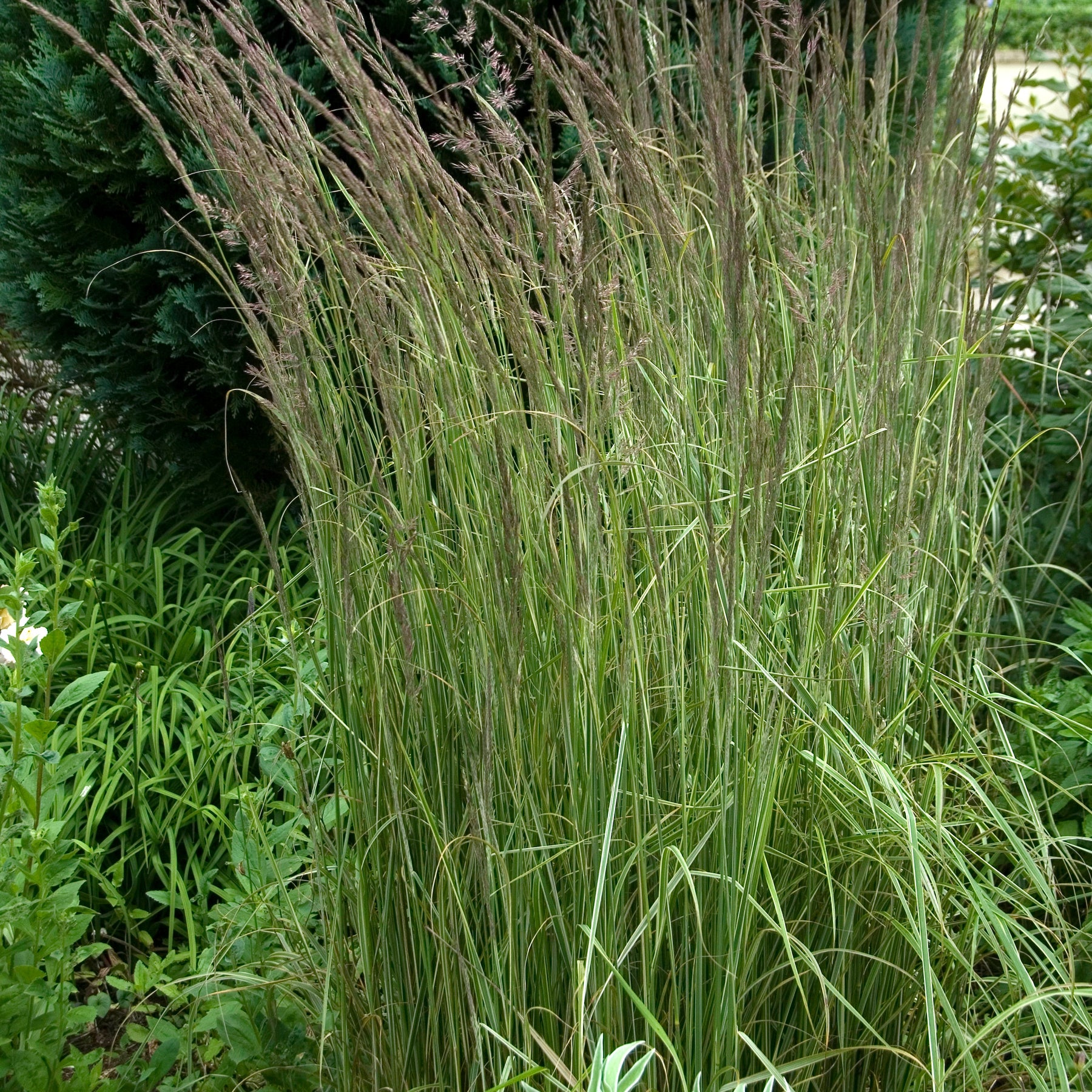 Calamagrostide panachée Overdam - Calamagrostis acutiflora overdam