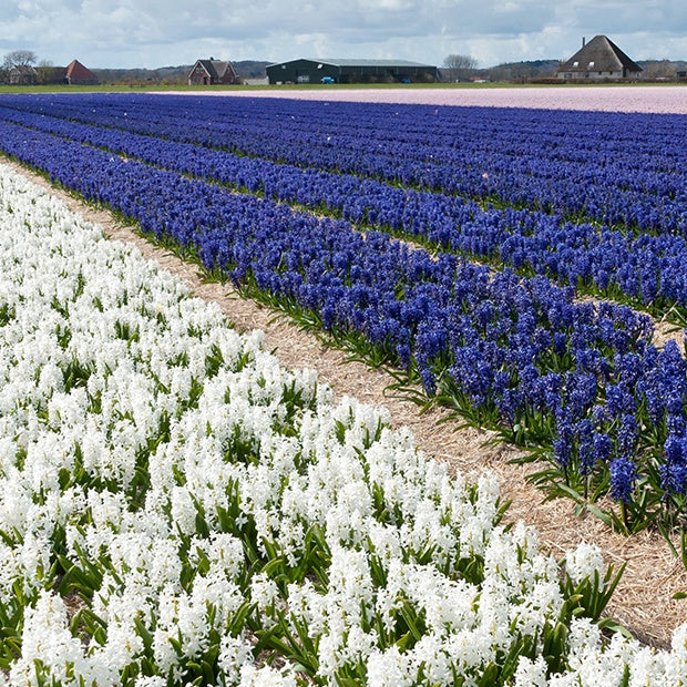 9 Jacinthes Harmonie blanches et bleues en mélange - Hyacinthus orientalis - Willemse