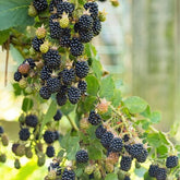 Mûrier Little Black Prince - Rubus fruticosus 'Little Black Prince'