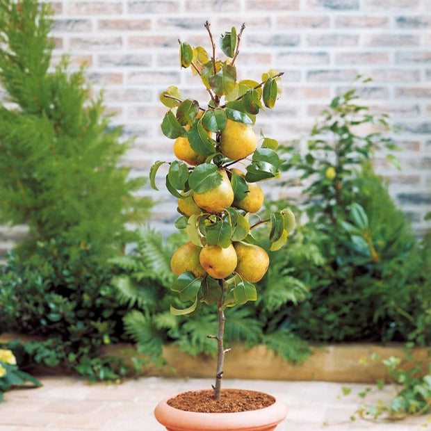 Mini-poirier Conférence - Pyrus communis Conférence - Willemse