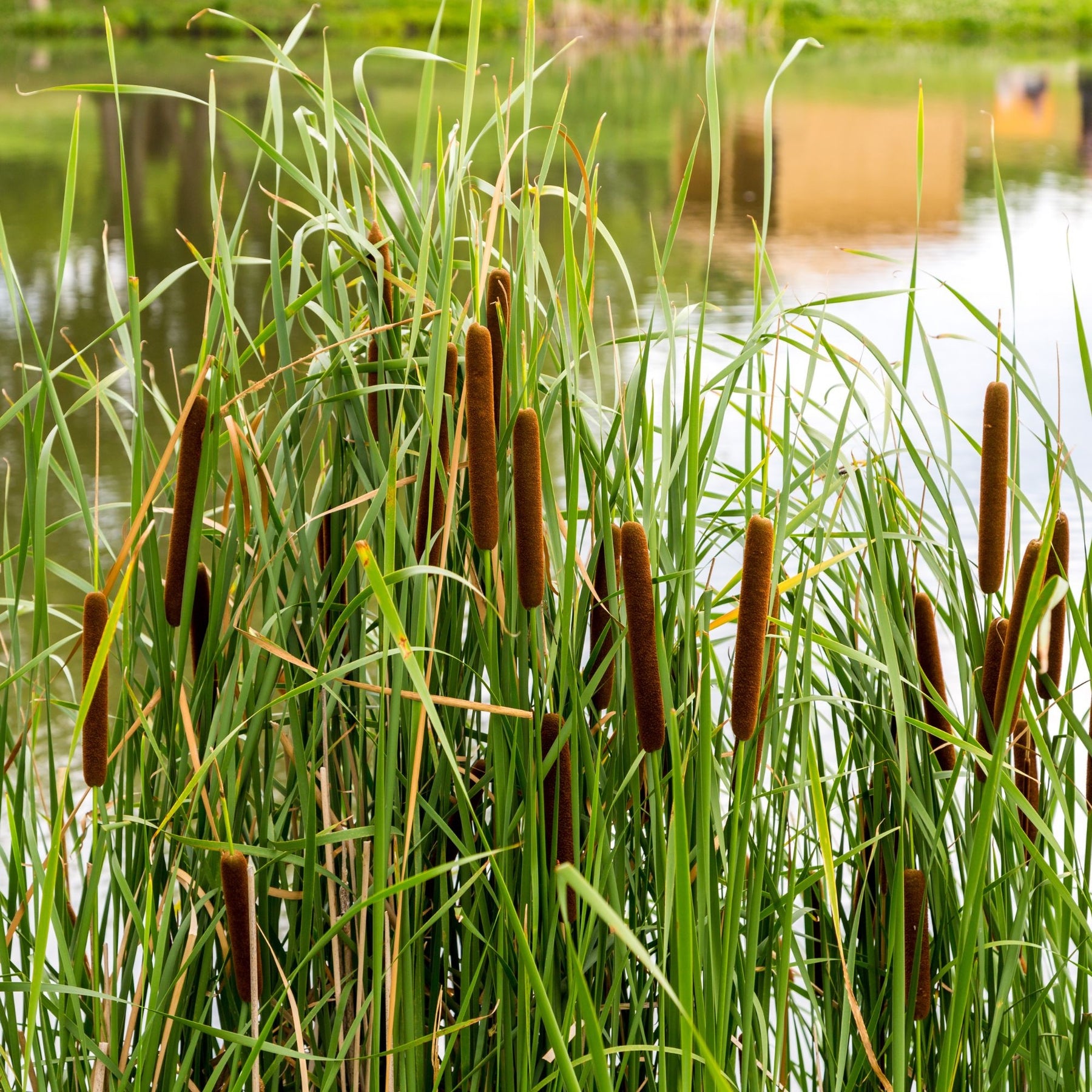 Massette à feuilles étroites - Typha angustifolia - Plantes de berges