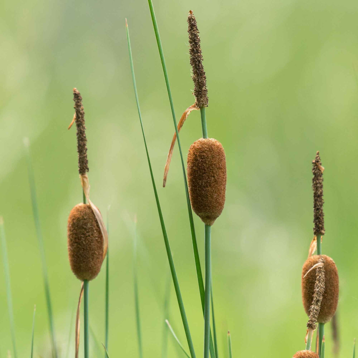 Massette naine - Typha minima - Willemse