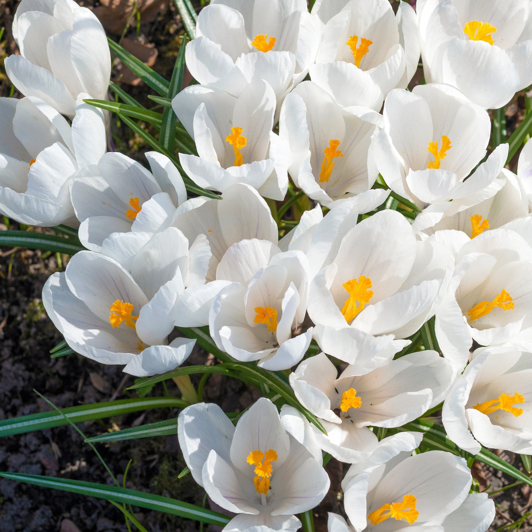 15 Crocus Jeanne d'Arc - Crocus vernus jeanne d'arc - Bulbes à fleurs