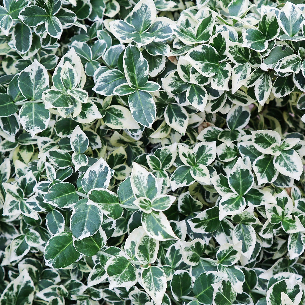 Fusain persistant Emerald Gaiety - Euonymus fortunei emerald gaiety