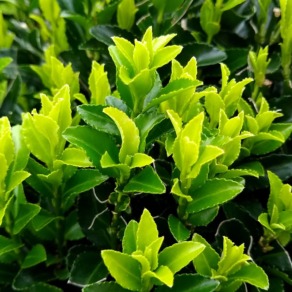 Fusain du Japon 'Green Spire' - Euonymus japonicus green spire - Arbustes