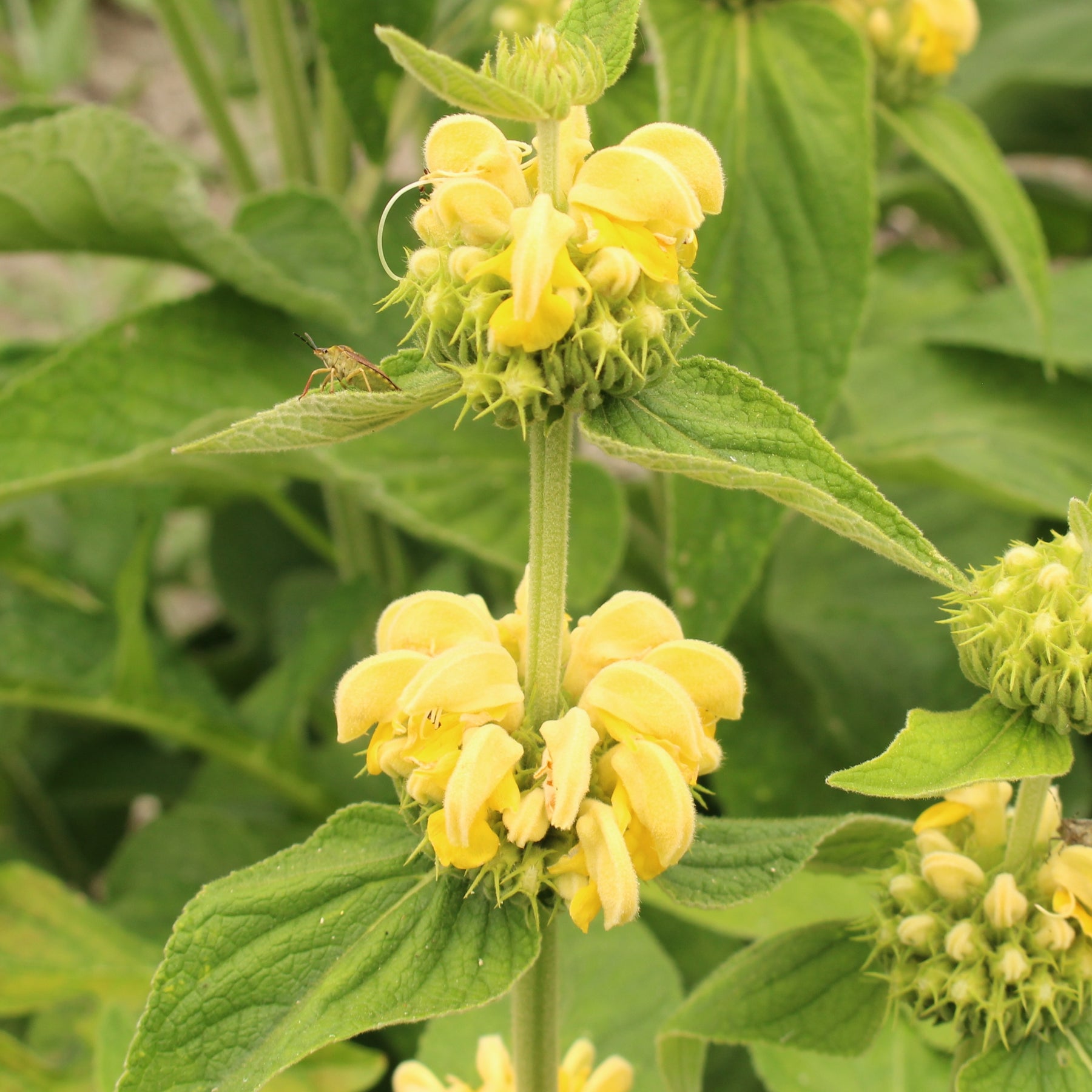 Sauge de Jérusalem - Phlomis russeliana - Sauges