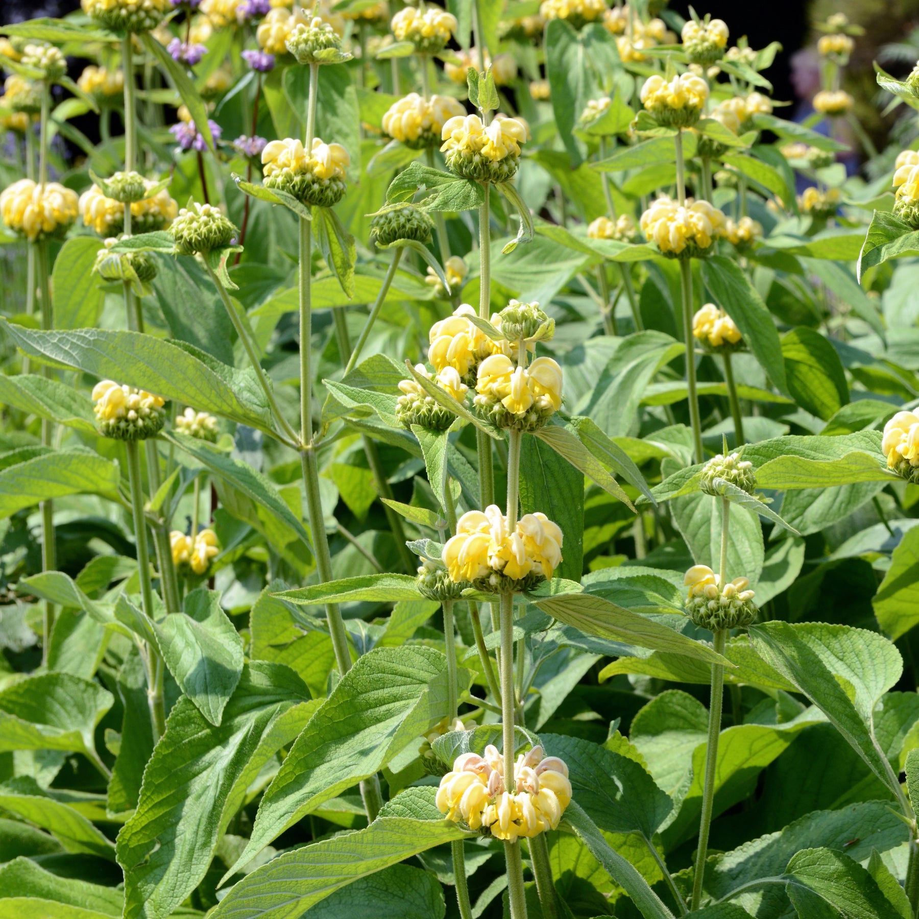 Sauge de Jérusalem - Phlomis russeliana