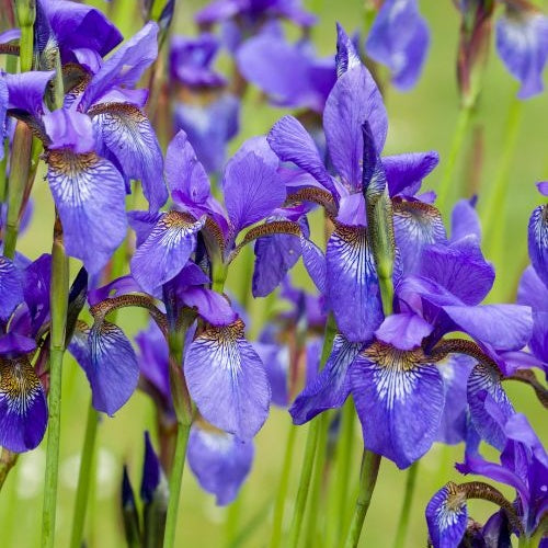 Iris de Sibérie - Iris sibirica - Willemse