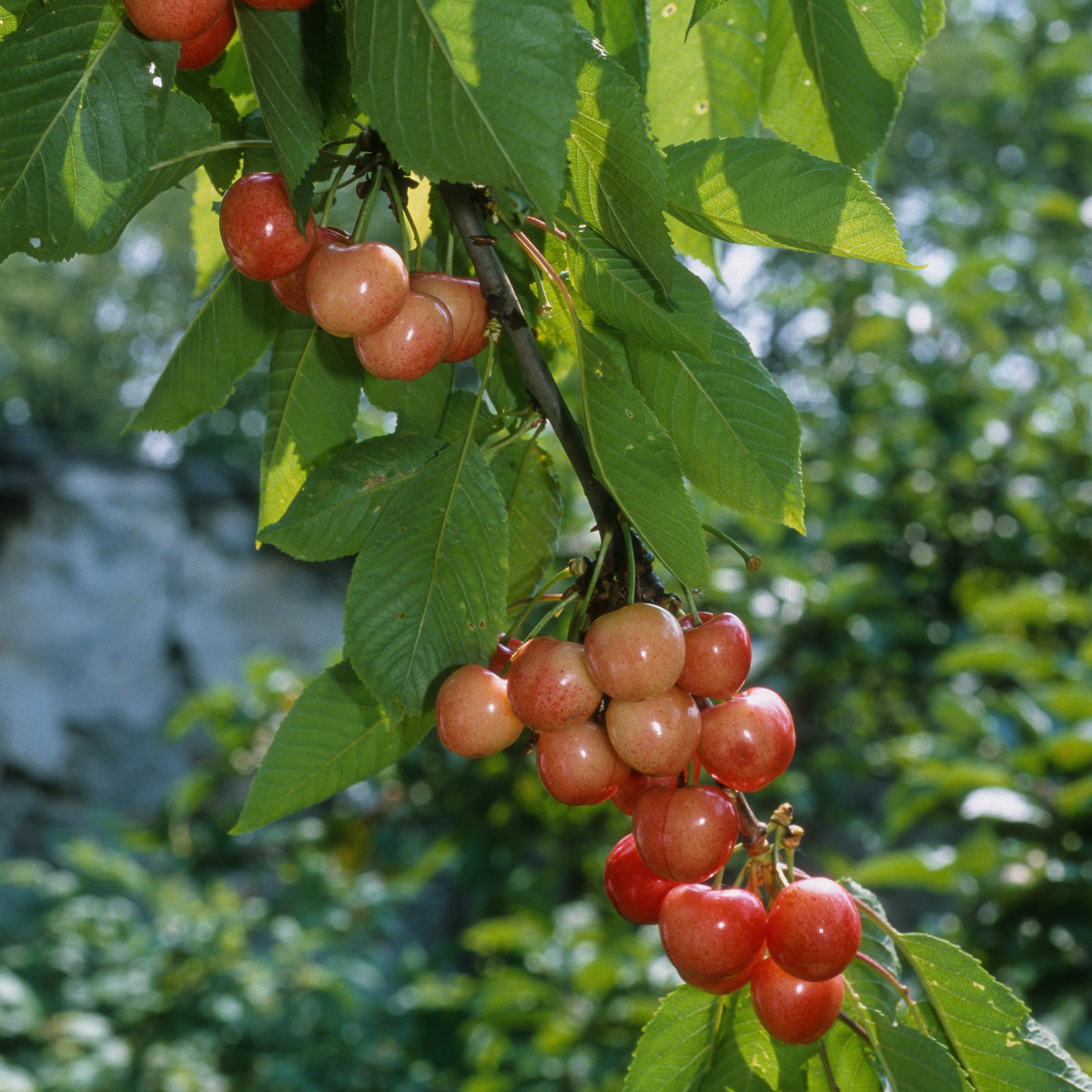 Cerisier Bigarreau Napoleon - Prunus avium bigarreau Napoléon - Willemse