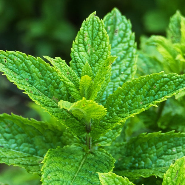 Menthe verte crépue - Mentha spicata crispa - Graines d'aromatiques