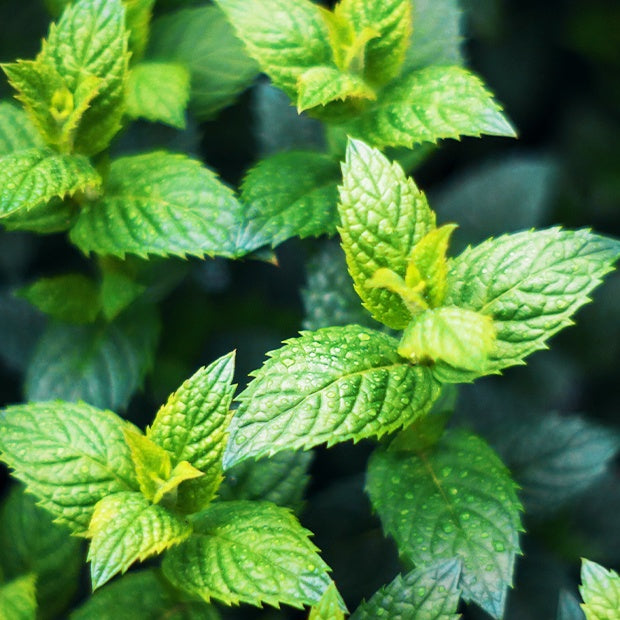 Menthe verte crépue - Mentha spicata crispa