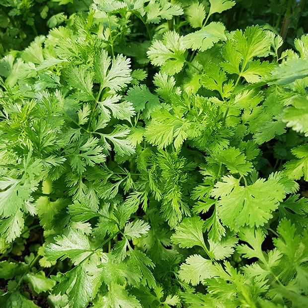 Coriandre Marino Bio - Coriandrum sativum marino - Graines de fruits et légumes Bio