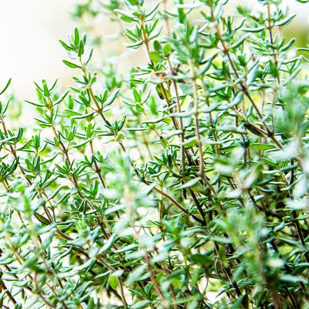Thym d´été - Thymus vulgaris - Willemse