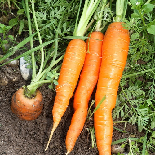 Carotte Nantaise améliorée 2 race Forto demi-longue - Daucus carota nantaise améliorée 2 race forto - Graines de fruits et légumes