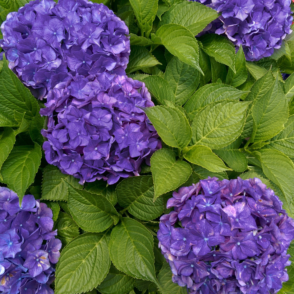 Hortensia Violet intense - Hydrangea macrophylla deep purple dance - Willemse