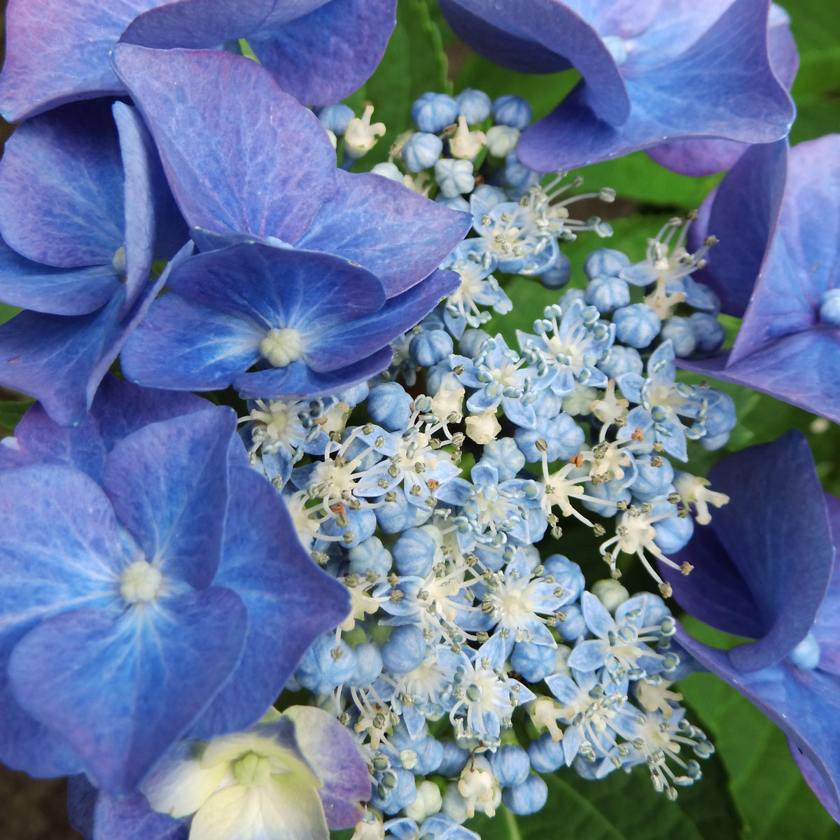 Hortensia Teller blue - Hydrangea macrophylla teller blue
