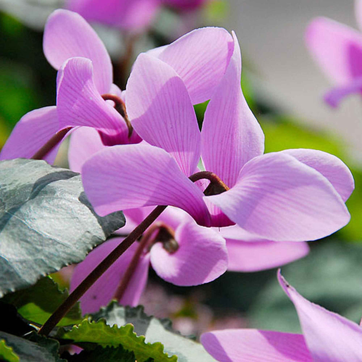 3 Cyclamens de Naples rose - Cyclamen hederifolium - Willemse