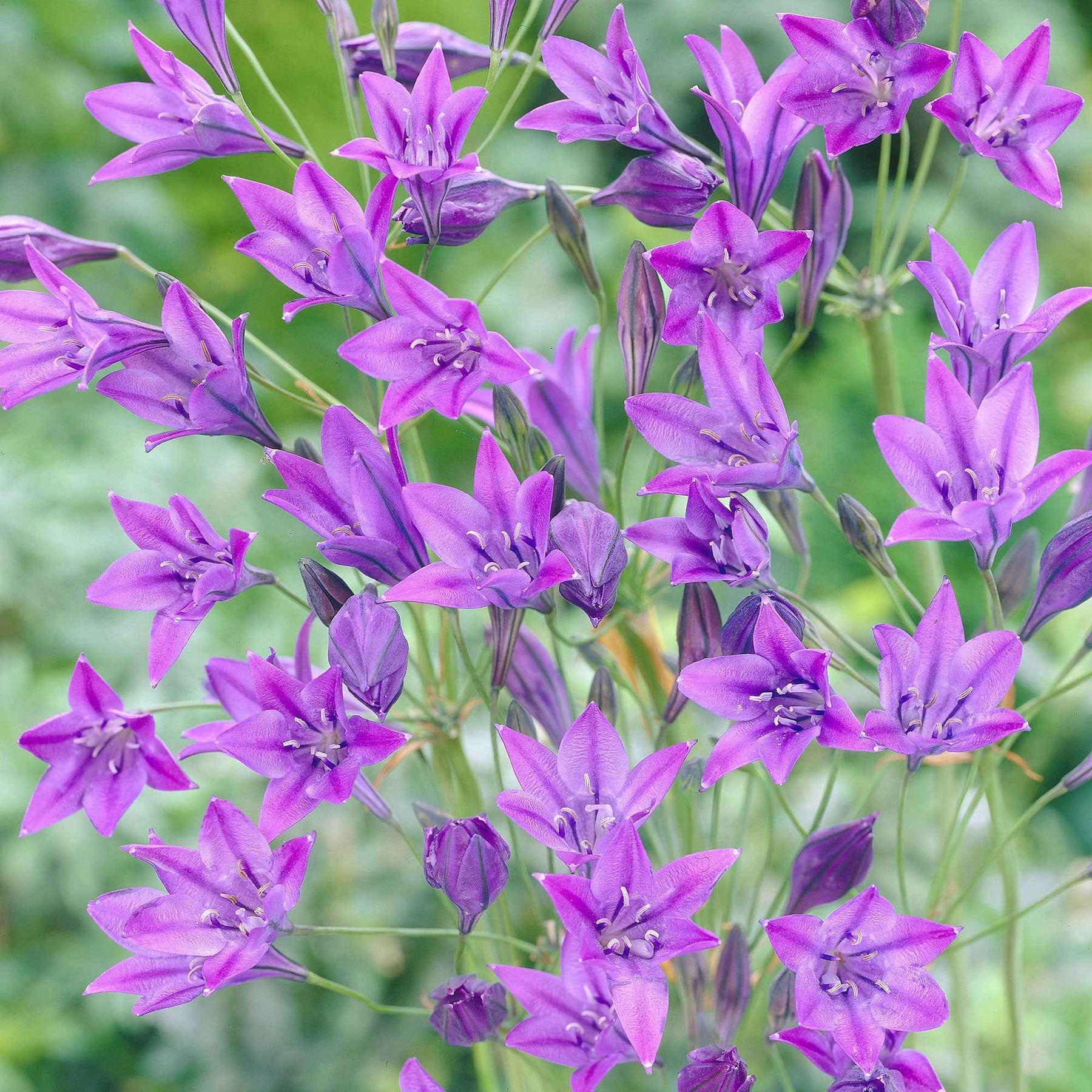 100 Triteleia Queen Fabiola - Triteleia ixioides 'queen fabiola'