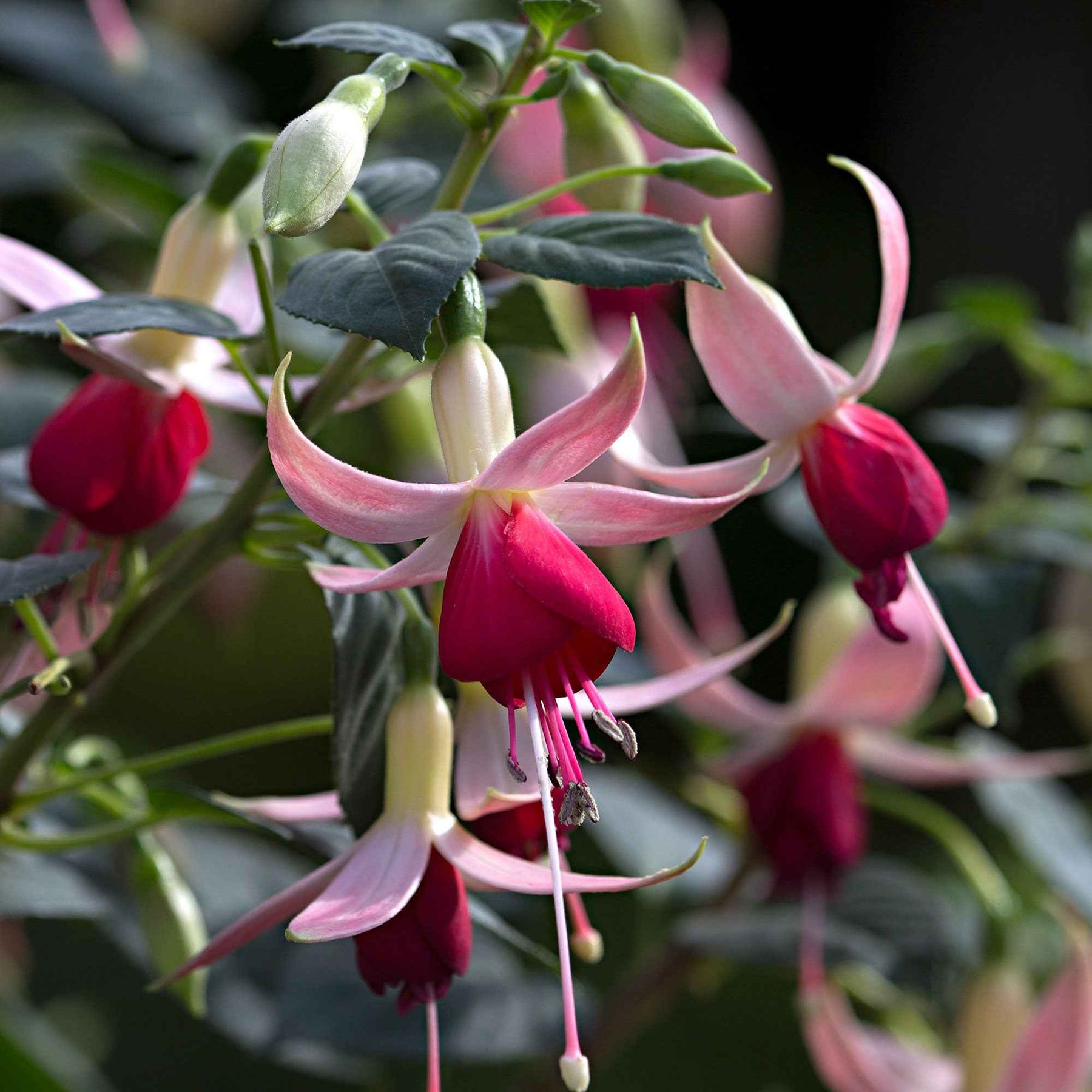 3 Fuchsias Celia Smedley - Fuchsia 'celia smedley' - Plantes vivaces