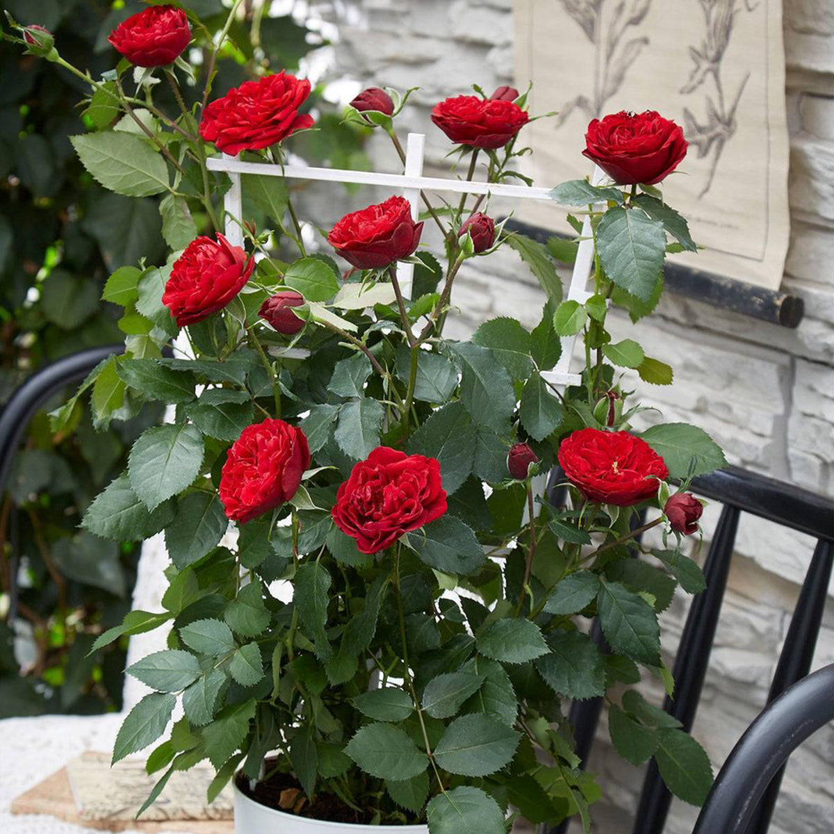 Rosier grimpant Crazy in Love rouge - Rosa hybride 'crazy in love red' - Willemse