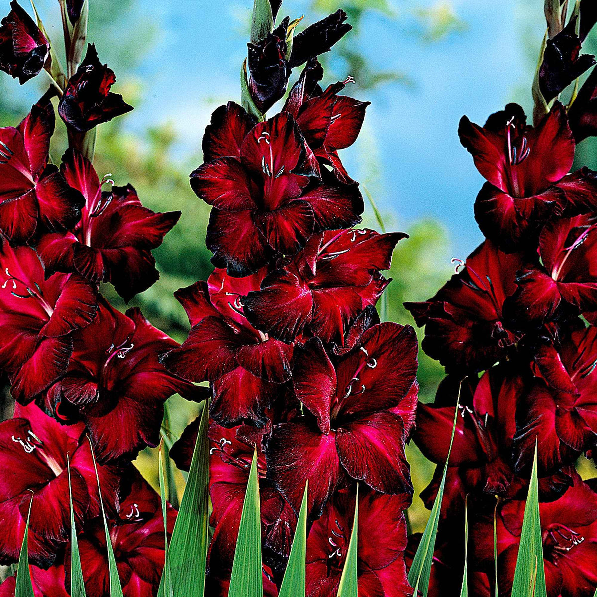 25 Glaïeuls à grandes fleurs Black Jack - Gladiolus 'black jack' - Plantes