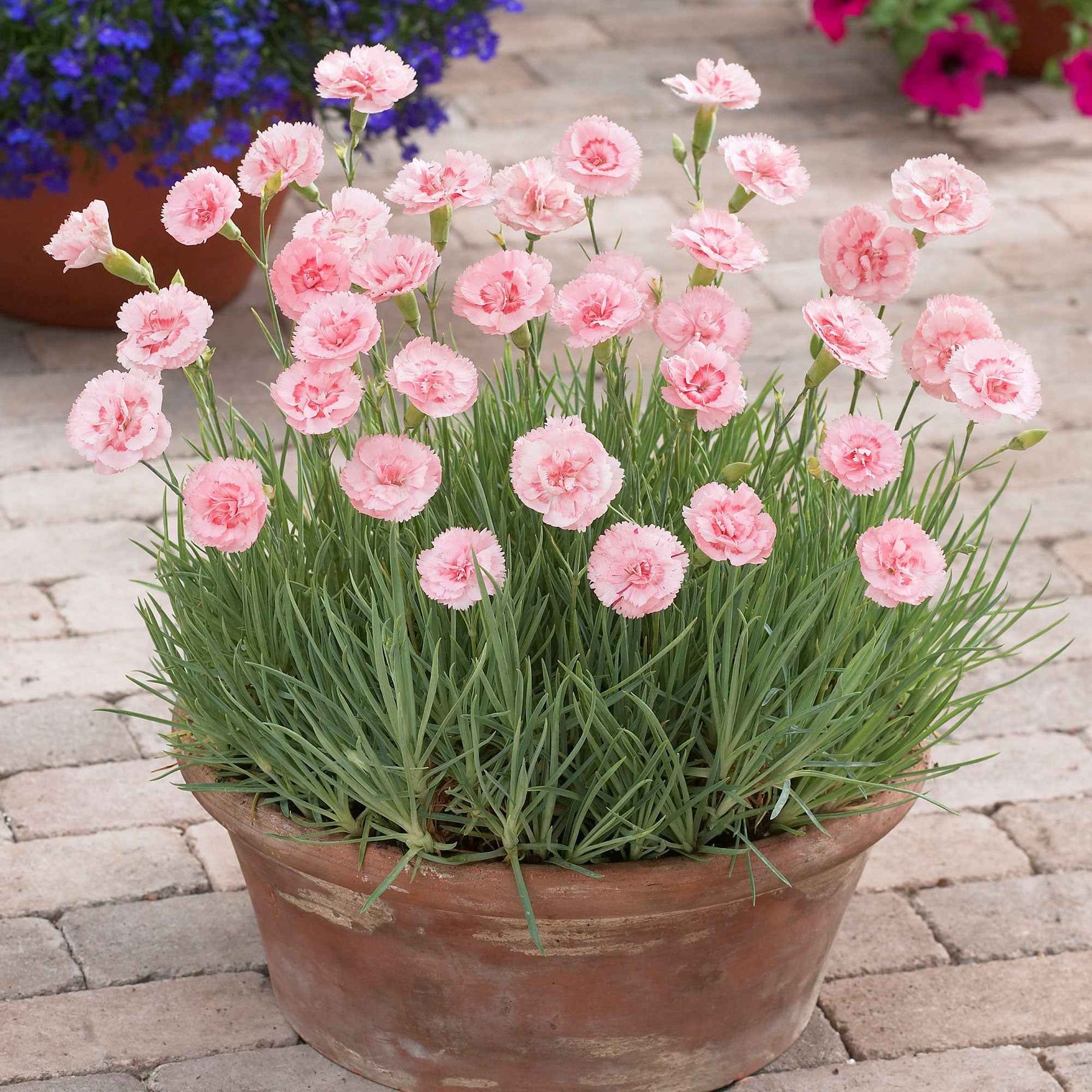 3x Géranium sanguin Dianthus 'Doris' rose