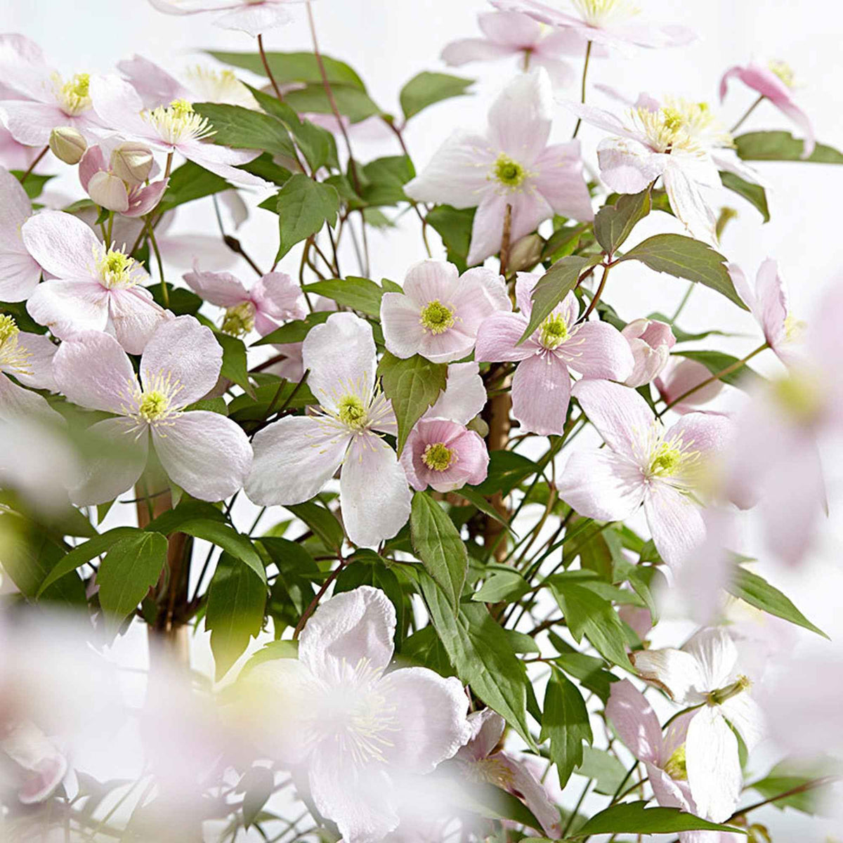 Clématite montana Rubens - Clematis montana Rubens - Willemse