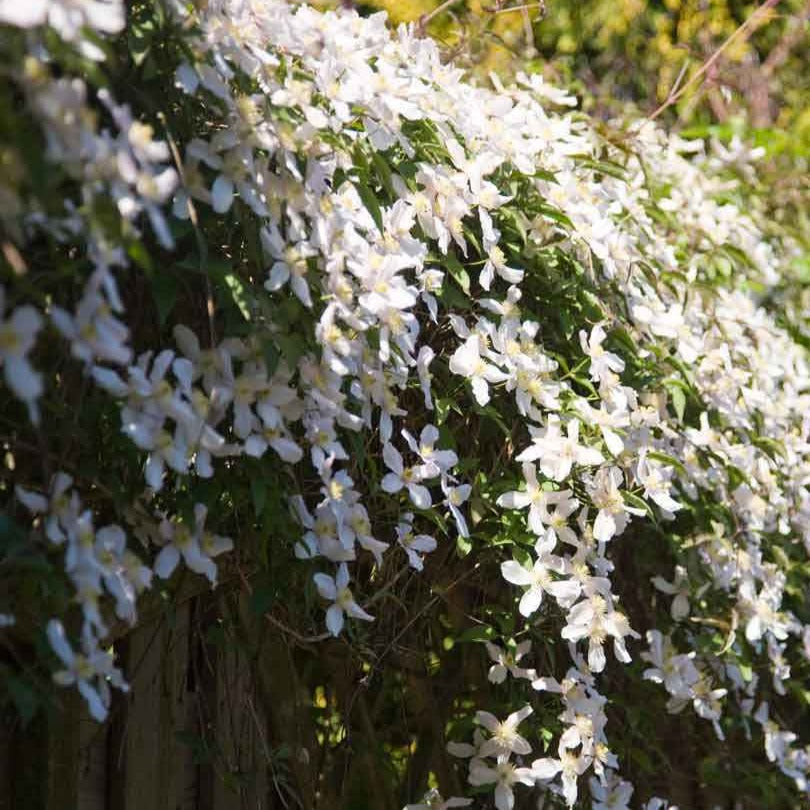 Clématite montana Grandiflora - Clematis montana 'grandiflora' - Plantes