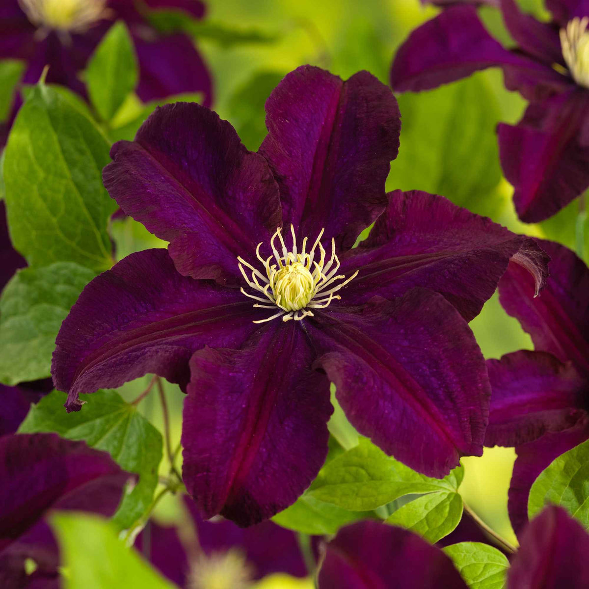 Clématite Warszawska Nike - Clematis Warszawska Nike - Willemse