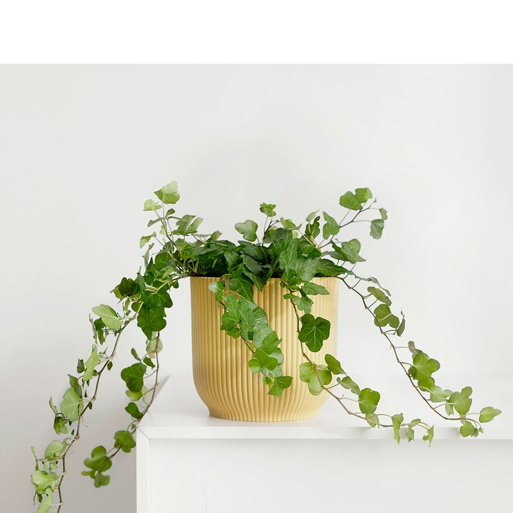 Lierre commun Wonder - Hedera helix wonder - Willemse