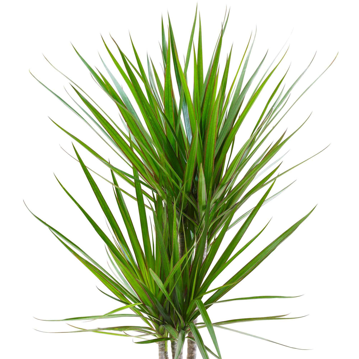 Dracaena marginata - Dracaena marginata - Willemse