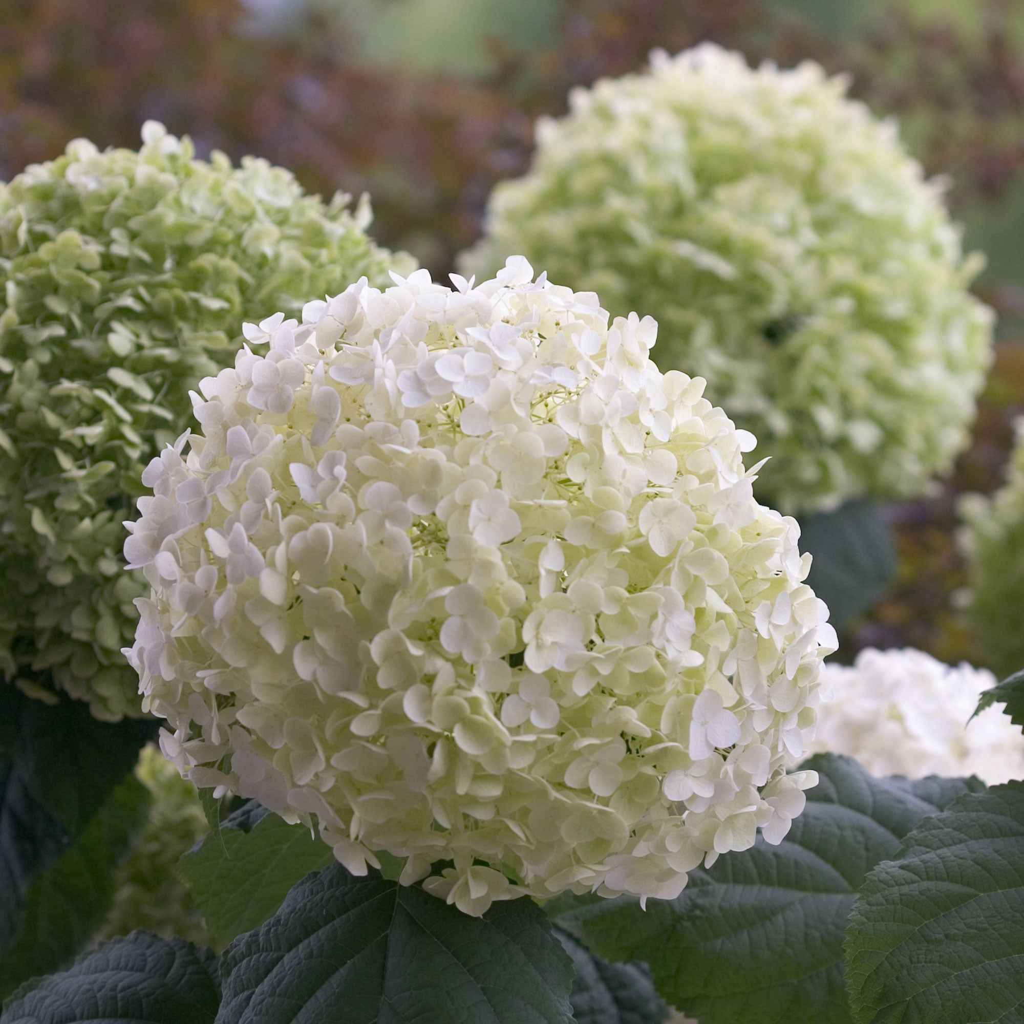 Hortensia Strong Annabelle Hydrangea Arborescens strong Annabelle hortensia-strong-annabelle-hydrangea-arborescens-strong-annabelle