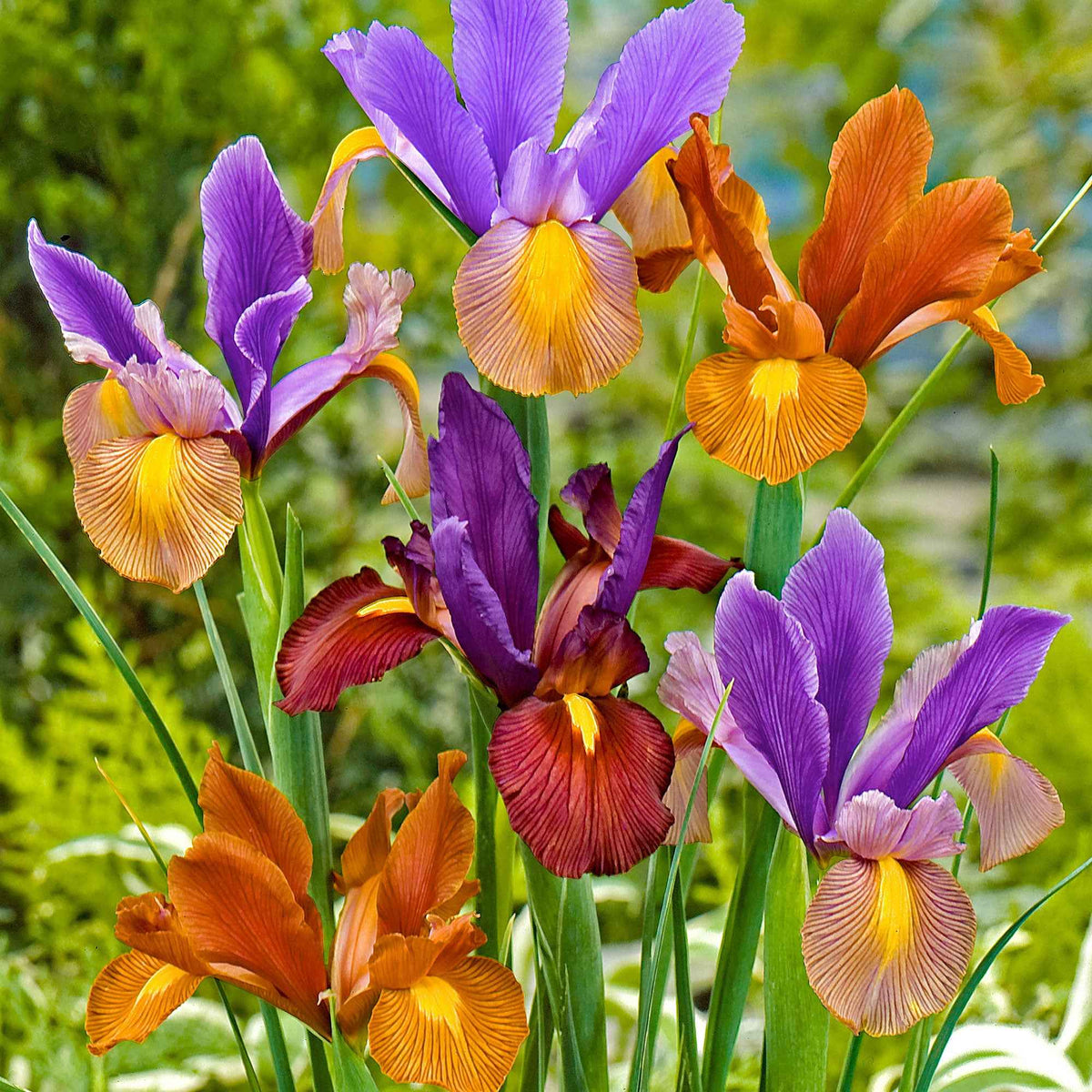 40 Iris de Hollande Tiger en mélange - Iris hollandica 'tiger' - Plantes