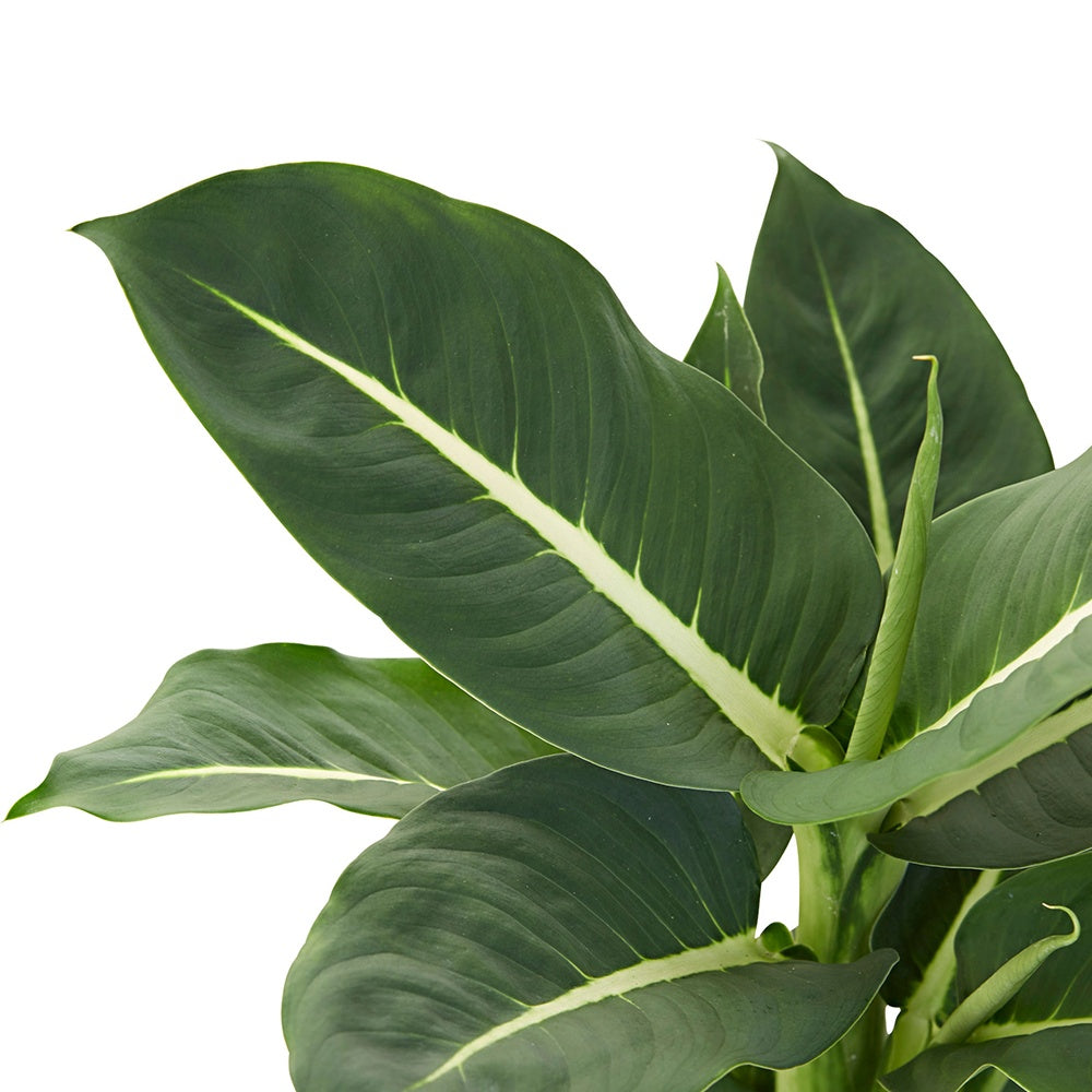 Dieffenbachia Green Magic - Dieffenbachia green magic