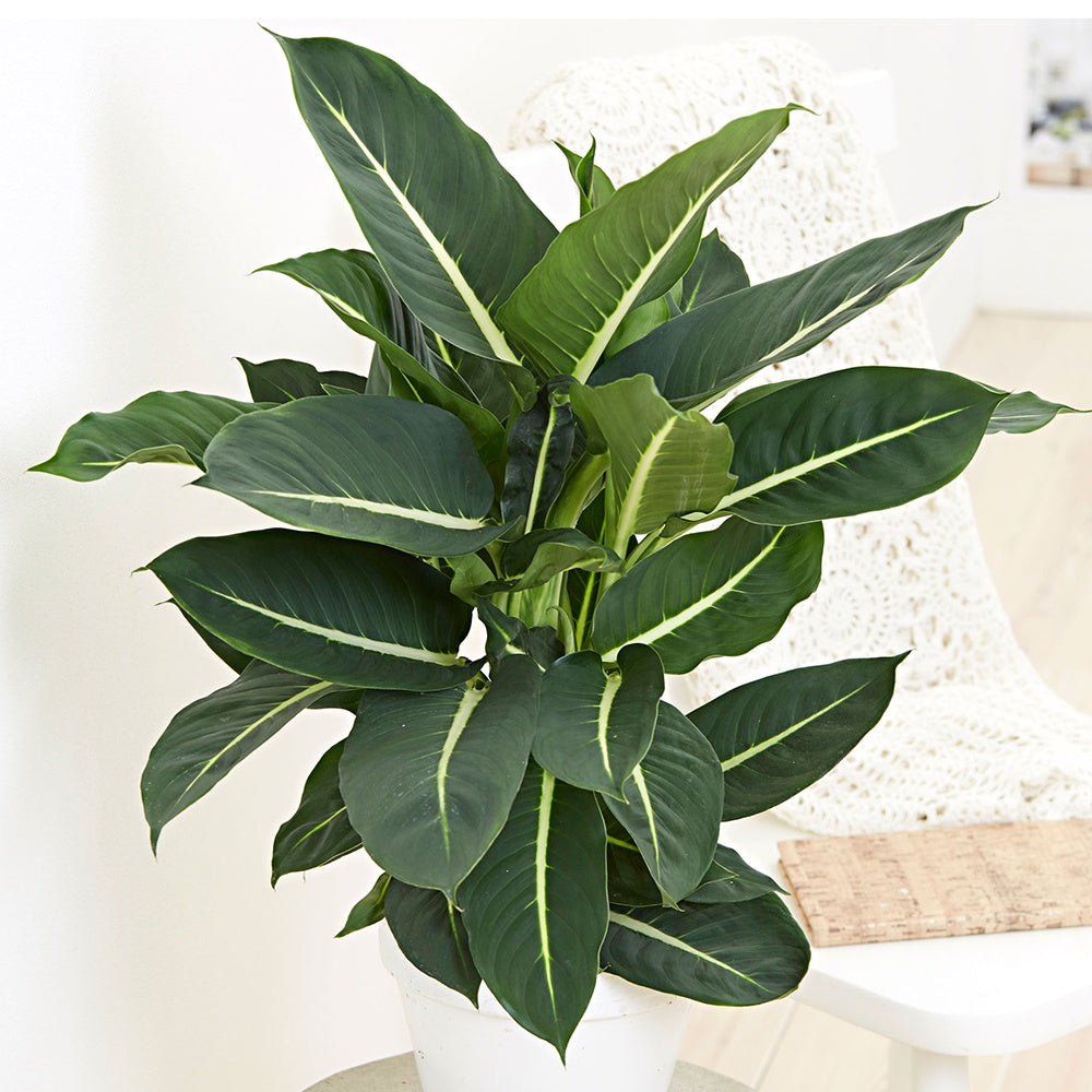 dieffenbachia entretien Dieffenbachia Green Magic