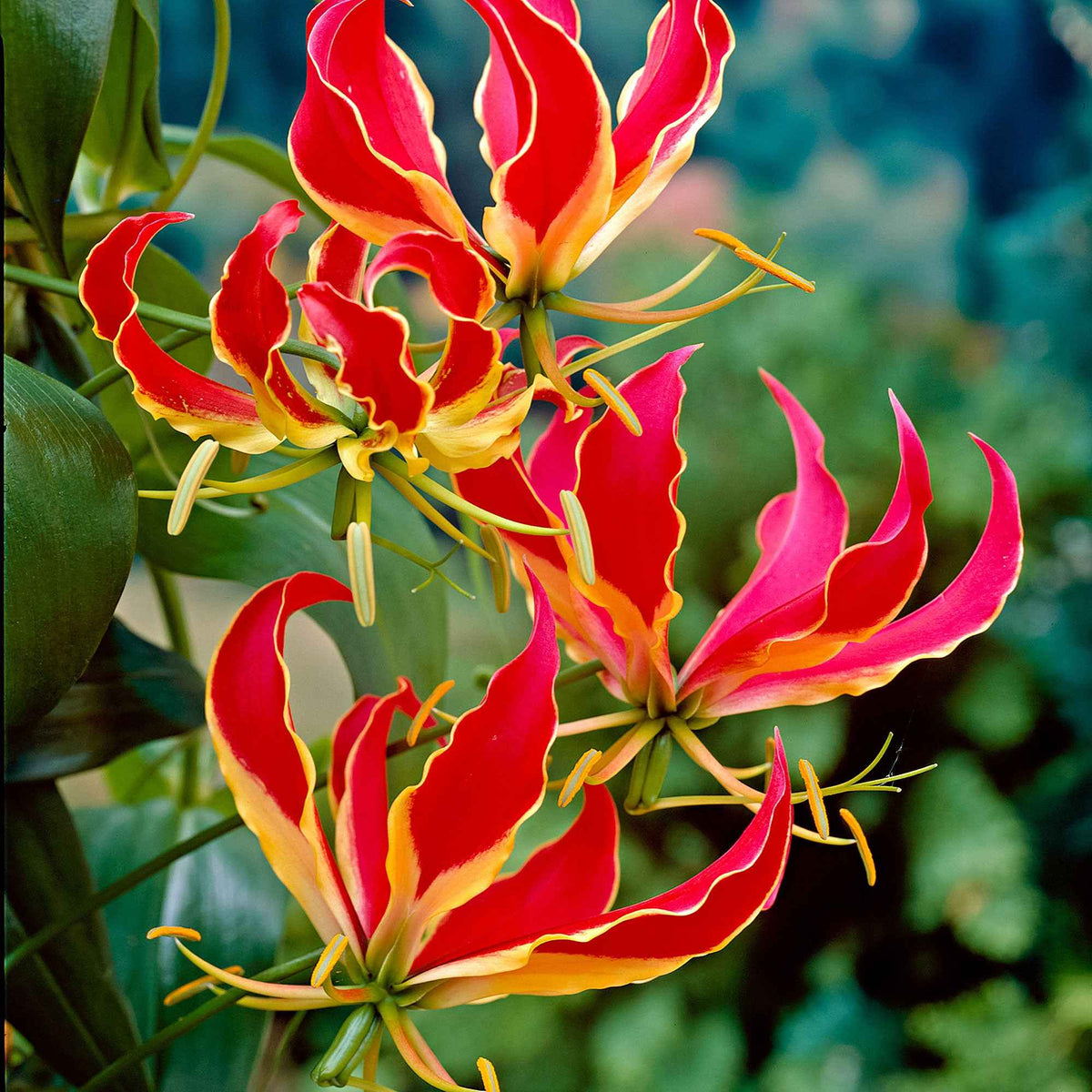 2 Gloriosas Rothschildiana - Gloriosa superba 'rothschildiana' - Willemse