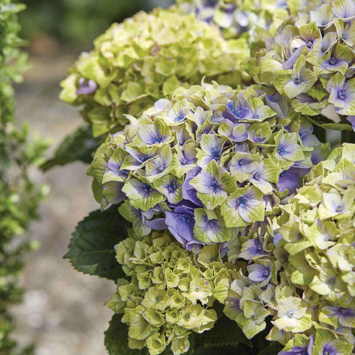Hortensia Jewel - Hydrangea macrophylla 'jewel' - Willemse