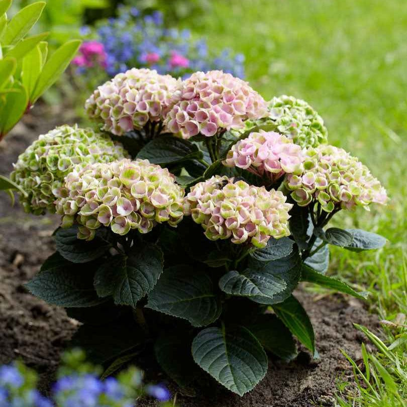 Hortensia Revolution Pink - Hydrangea macrophylla 'revolution pink' - Arbustes