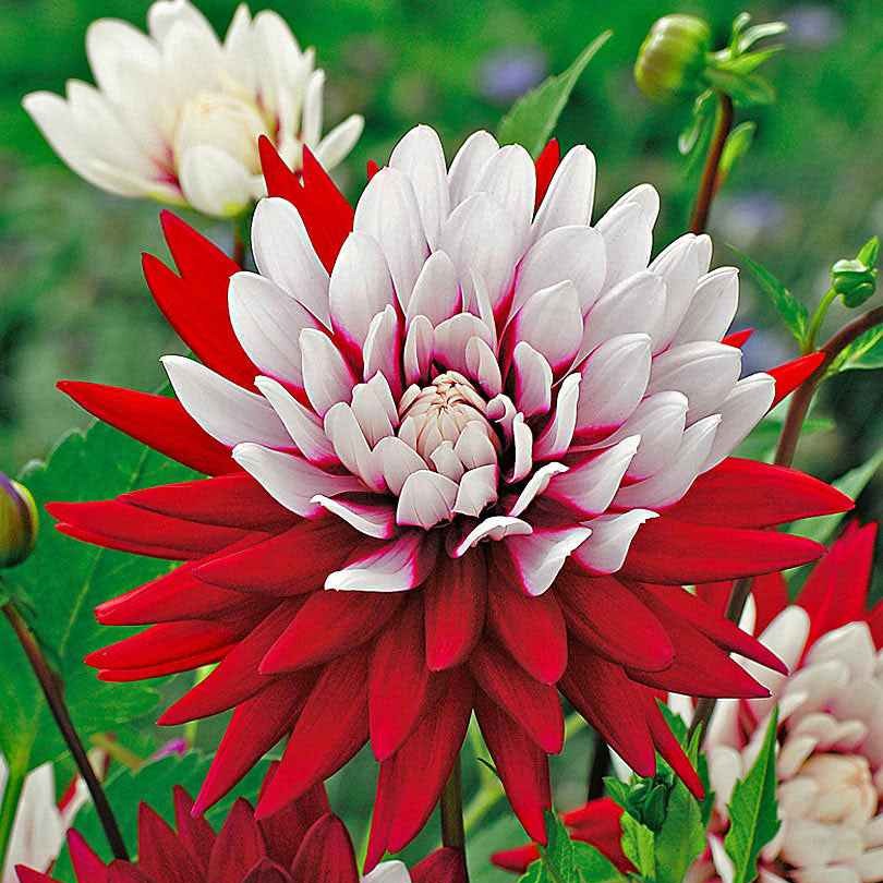 3 Dahlias Rebecca's World - Dahlia 'rebecca's world' - Plantes