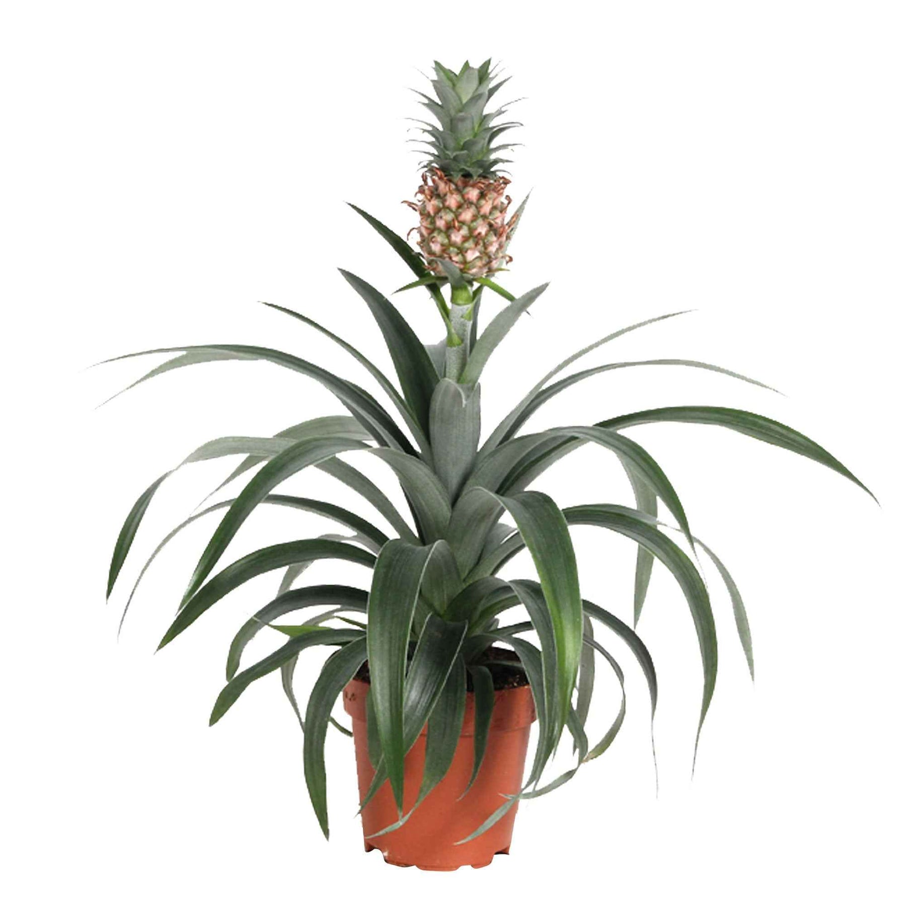 Ananas comosus - Ananas comosus 'Corona' - Plantes d'intérieur