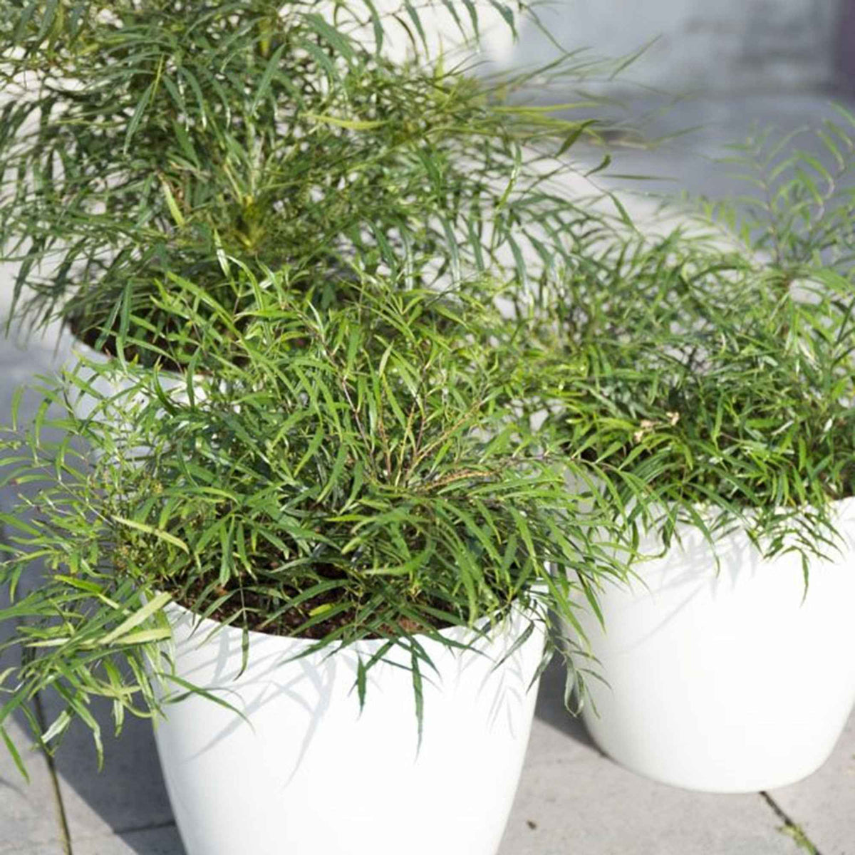 Mahonia Soft Caress - Mahonia eurybracteata Soft Caress - Willemse