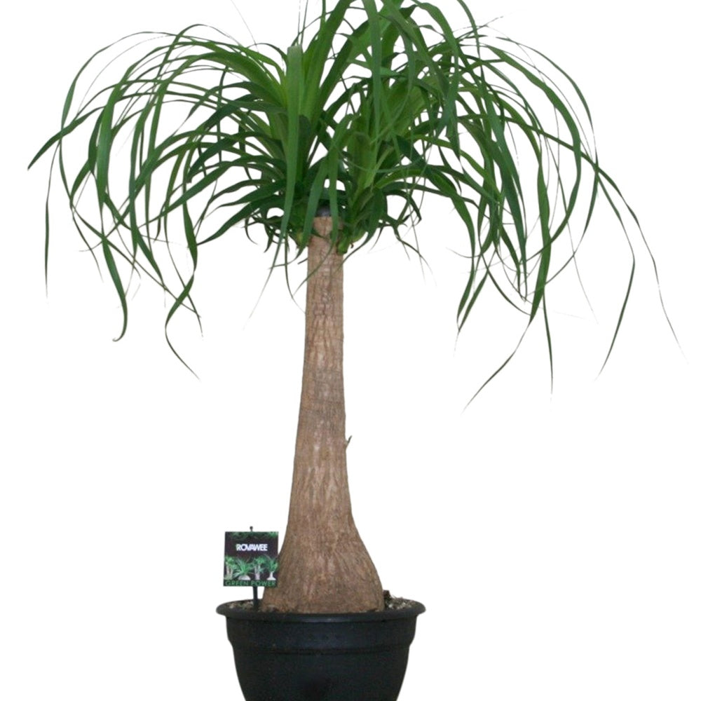 Pied d'éléphant - Beaucarnea recurvata - Willemse