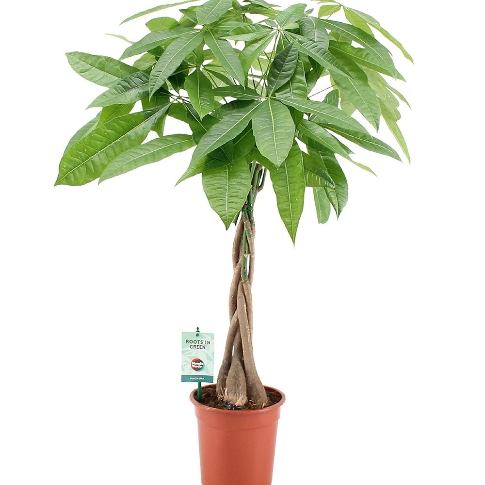 Pachira aquatica tressé - Pachira aquatica - Willemse