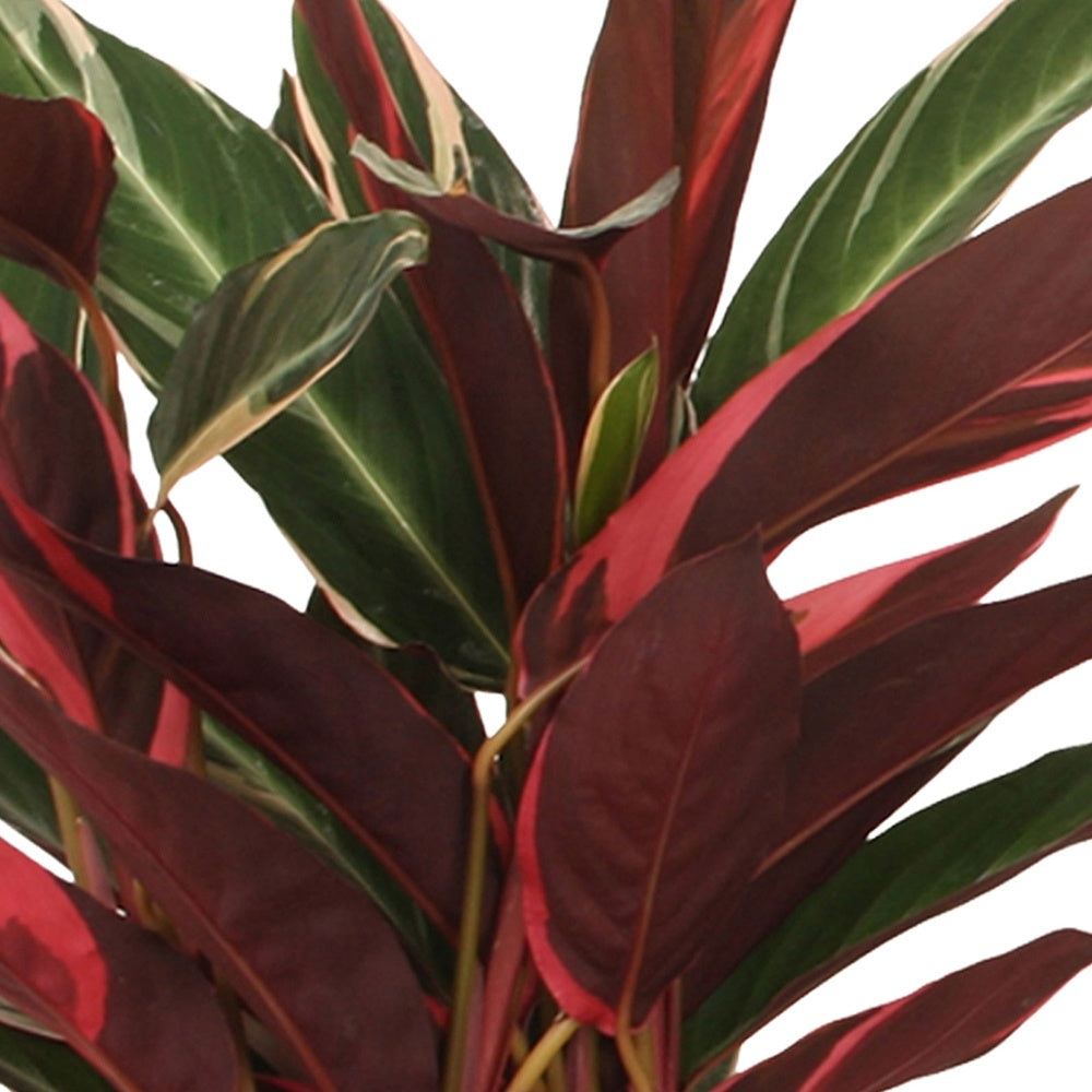Calathea 'Triostar' - Calathea triostar - Willemse