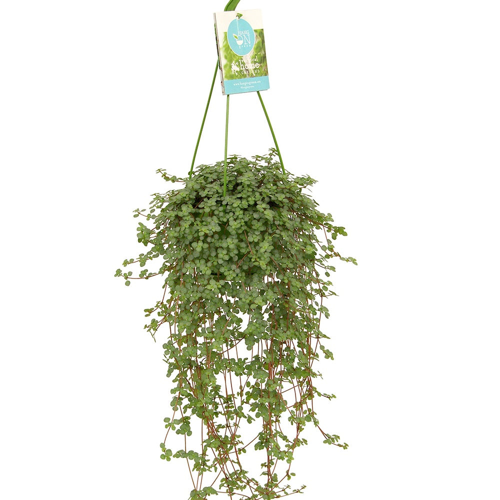 Pilea glaucophylla - Pilea glaucophylla - Willemse