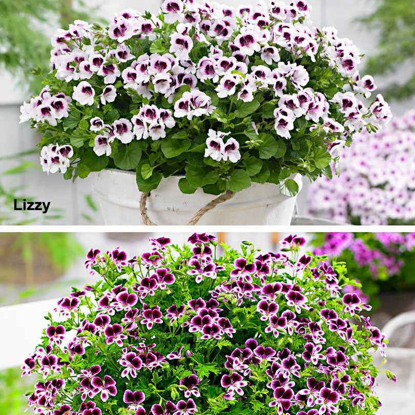 6 Pelargoniums odorants Mosquitaway Lizzy et Eva en mélange - Pelargonium mosquitaway 'eva', 'lizzy' - Plantes