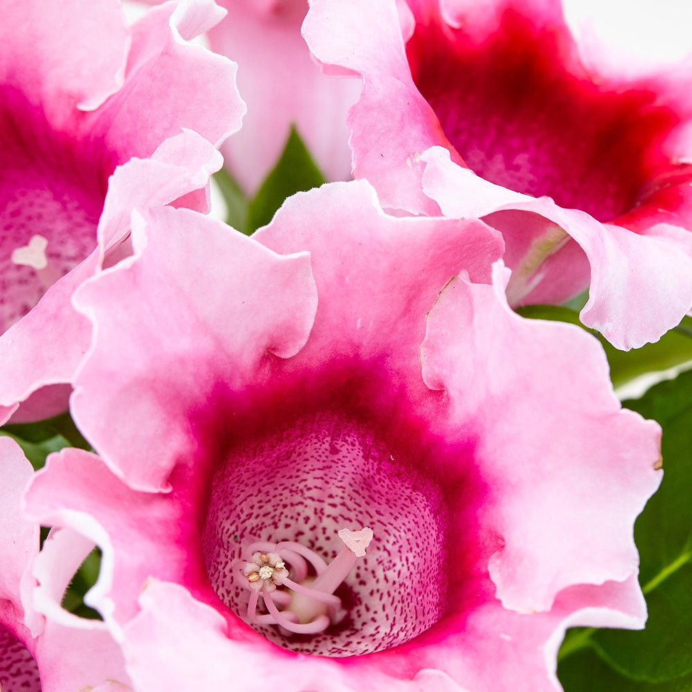 Gloxinia des fleuristes rose - Sinningia speciosa pink - Willemse
