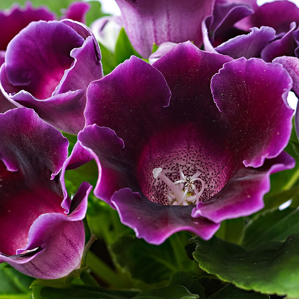Gloxinia des fleuristes violet - Sinningia speciosa purple - Willemse